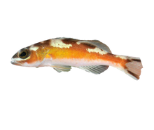 Tobacco Bass