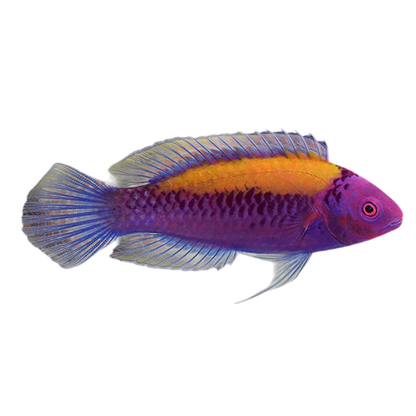 Orangeback Fairy Wrasse