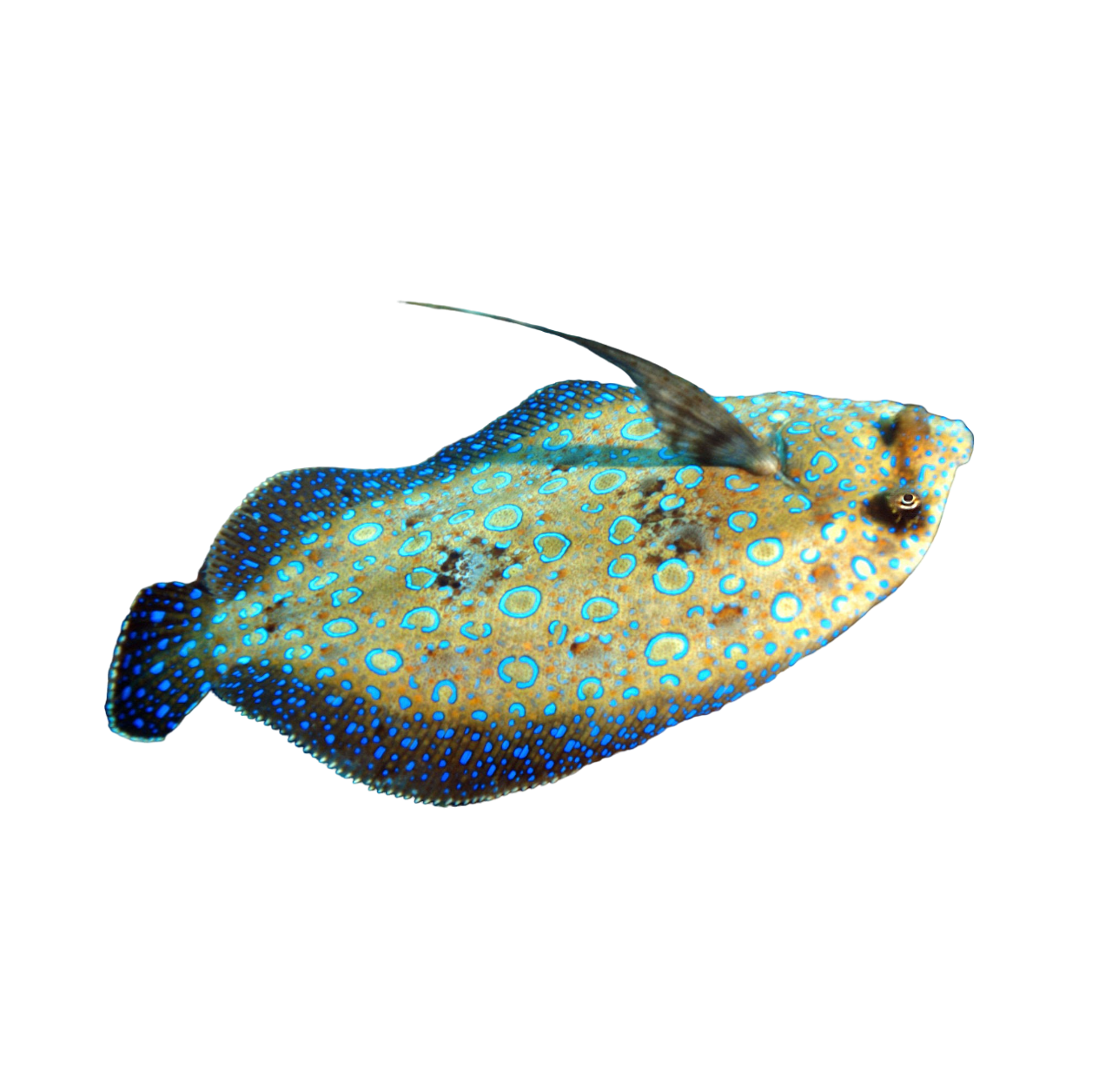 Peacock Flounder