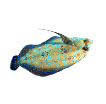 Peacock Flounder