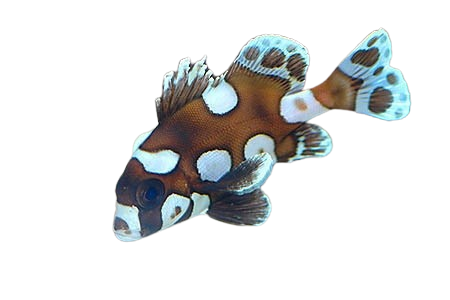 Harlequin Sweetlips