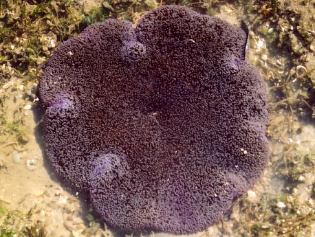 Carpet - Purple 