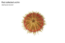 Red Collector Urchin