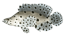 Panther Grouper S