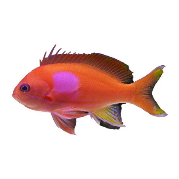 Squarespot Anthias Male L