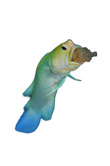 Pearly Jawfish- Caribbean