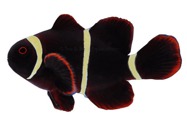 Gold Stripe Maroon Clown
