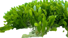 Seagrass Caulerpa Colony