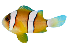 Clarki Clown