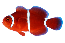 White Stripe Maroon Clown