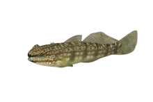 Rainbow Bullet Goby
