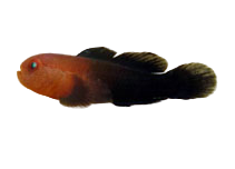 Redhead Coral Goby