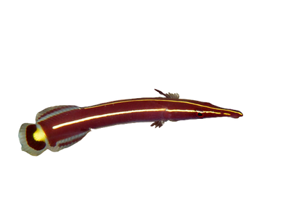 Urchin Cling Fish