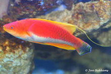Yellow Filament Fairy Wrasse Male
