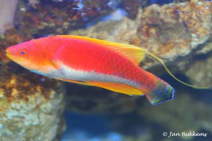 Yellow Filament Fairy Wrasse Male