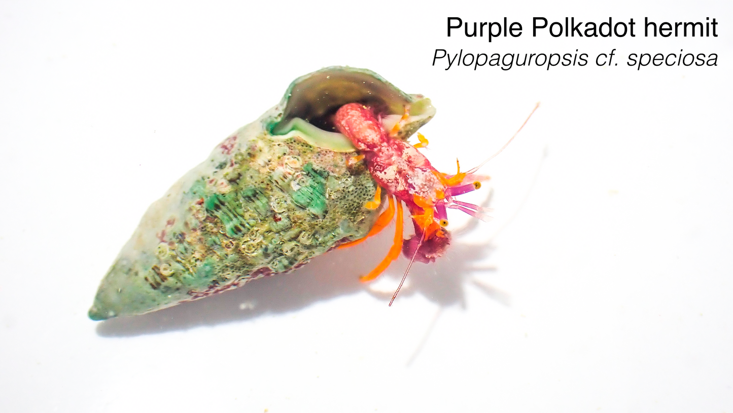 Purple Polka Dot Hermit/Purple Claw Orange Hermit
