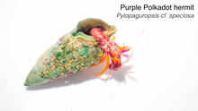 Purple Polka Dot Hermit/Purple Claw Orange Hermit