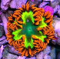 Flower Anemone - Ultra Yellow, Red Skirt