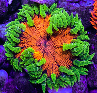 Flower Anemone - Ultra Red, Ultra Green Skirt