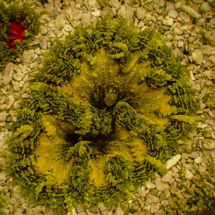 Flower Anemone - Ultra Yellow, Yellow Frilly Skirt