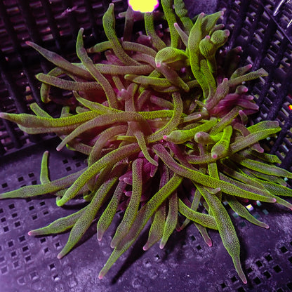 BTA - Green w/ Purple Tips S