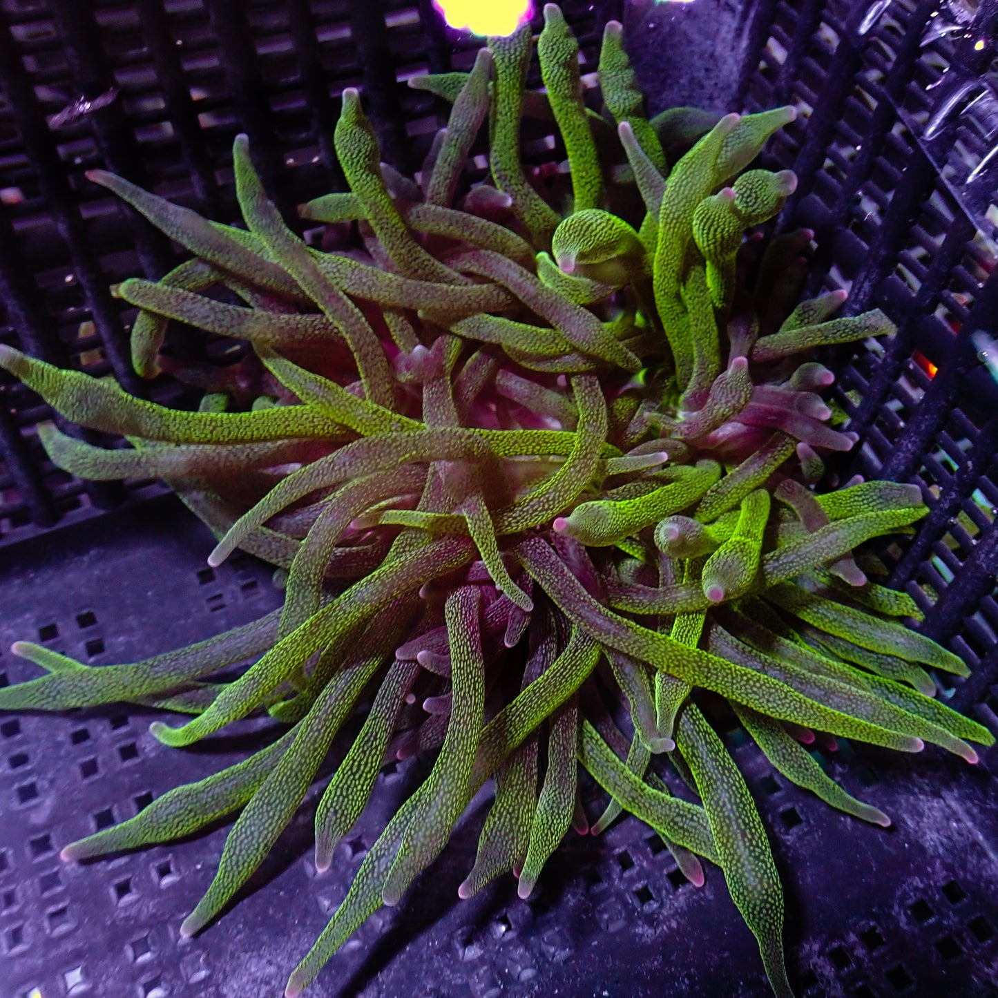 BTA - Green w/ Purple Tips S