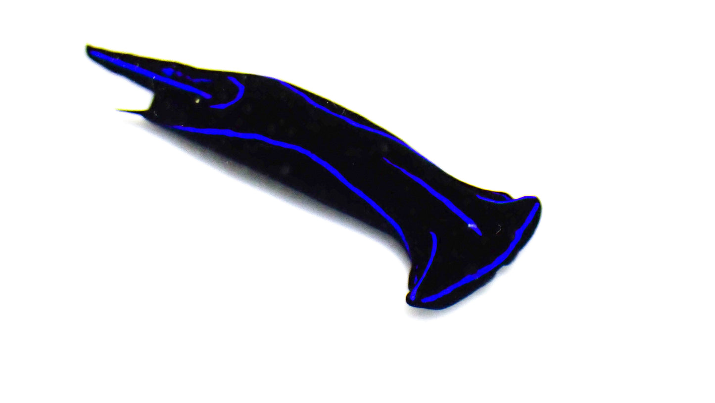 Blue Velvet Nudibranch