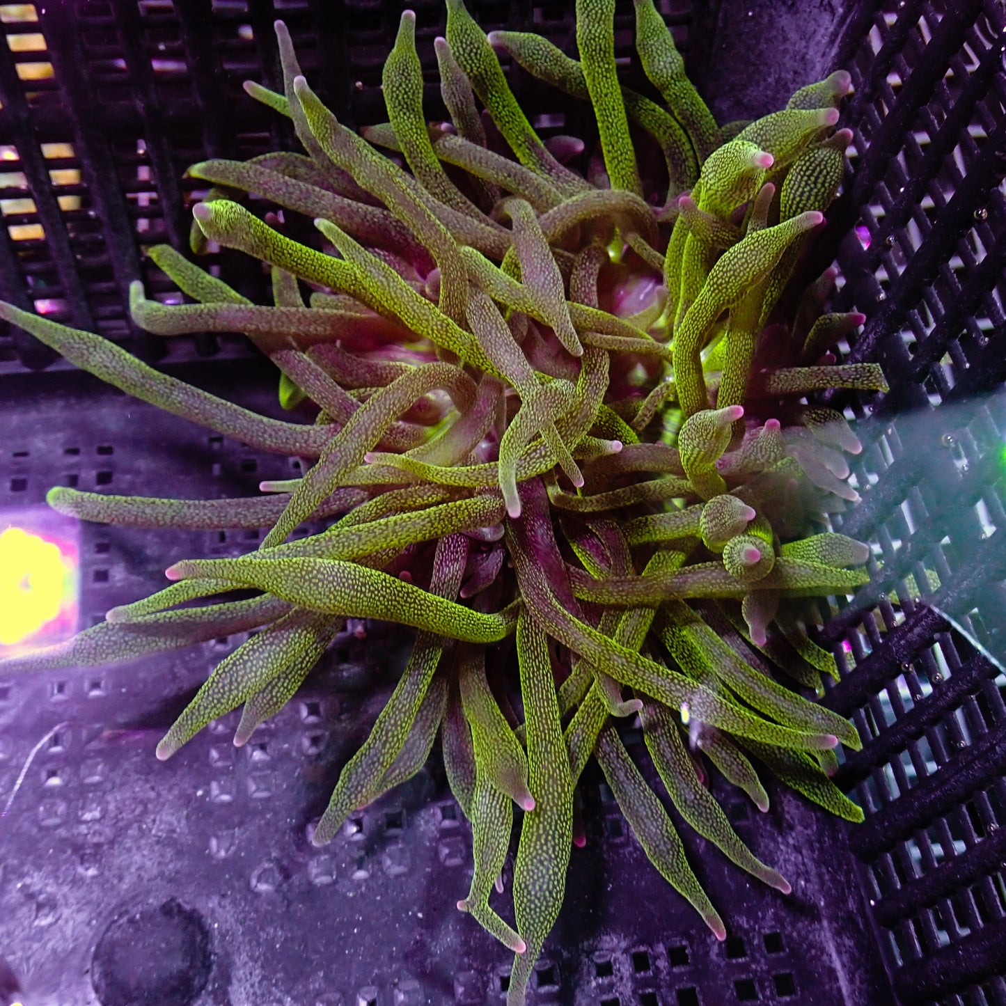 BTA - Green w/ Purple Tips S