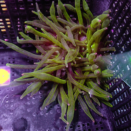 BTA - Green w/ Purple Tips S