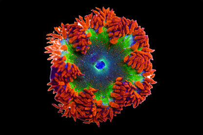 Flower Anemone - Ultra Yellow, Red Skirt