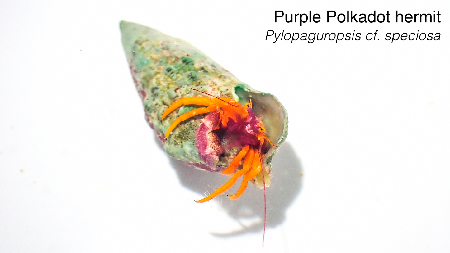Purple Polka Dot Hermit/Purple Claw Orange Hermit