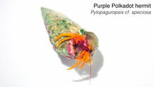 Purple Polka Dot Hermit/Purple Claw Orange Hermit