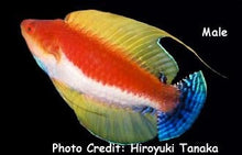 Yellow Filament Fairy Wrasse Male