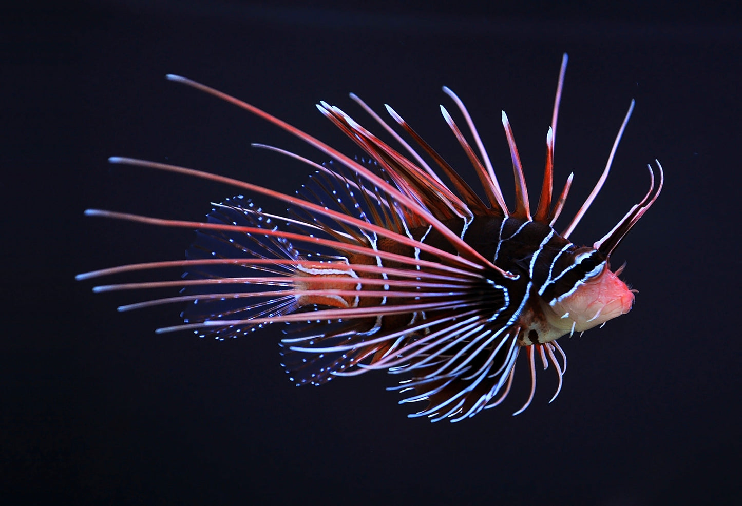 Radiata Lionfish M