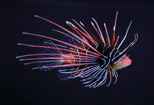 Radiata Lionfish M