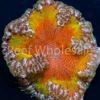 Flower Anemone - Ultra Yellow and Orange, Silver Skirt