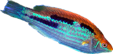 Lubbocks Wrasse