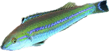 Smalltail Pencil Wrasse - Pink Female