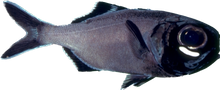Flashlight Fish