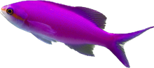 Purple Amethyst Anthia