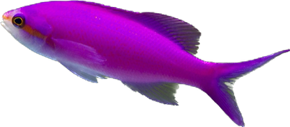Purple Amethyst Anthia