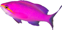 Purple Amethyst Anthia