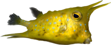 Long Horn Cowfish Adult w/ Horns L