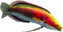 Katherine's fairy wrasse Super Male 