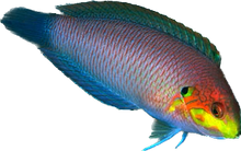 Moyers Leopard Wrasse