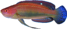 Bluestripe Fairy Wrasse