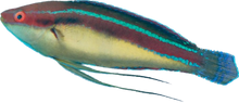 Bluestripe Fairy Wrasse