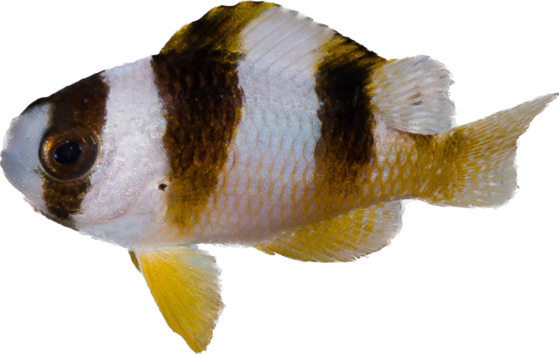 Black Banded Saddle Damsel