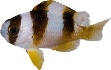 Black Banded Saddle Damsel