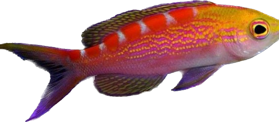 Lori's Anthia